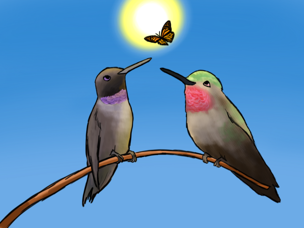 Illustration by May Torii of characters in her story, Ebony, a black-chinned hummingbird, and Ruby, a ruby-throated hummingbird, looking at the orange butterfly.